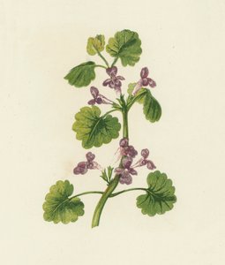Hondsdraf, Glechoma Hederacea door English School