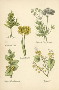 Grondpijn, Burnet Saxifrage, Geitenbaard, Witte Horehound, Bryony door English School