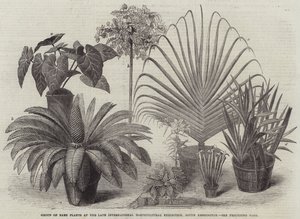 Groep van Zeldzame Planten op de Laatste Internationale Tuinbouwtentoonstelling, South Kensington
