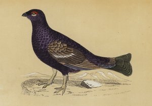 Korhoen