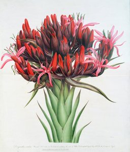 Gymea Lelie, 1826
