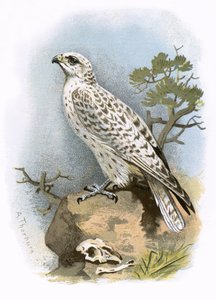 Gier-Falcon