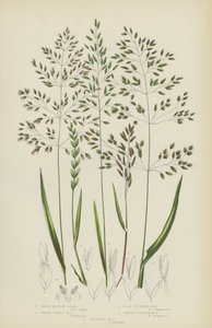 Hard Weidegras, Dwerg Weidegras, Plat Stengel Weidegras, Glad Stengel Weidegras (kleur litho) door English School