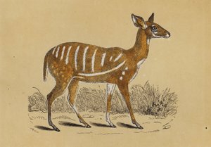 Geharnaste Antilope door English School