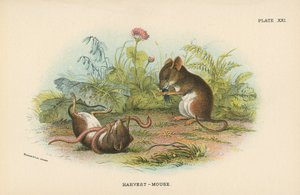 Oogstmuis