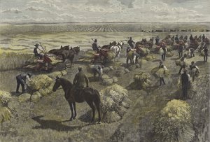 Tarwe oogsten op de Noord-Amerikaanse vlaktes door English School