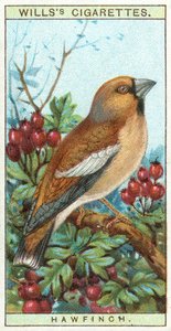 Appelvink door English School