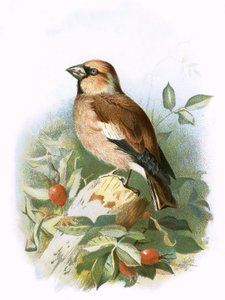 Appelvink