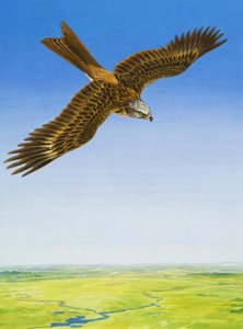 Havik