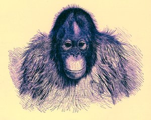 Hoofd van orang-oetan, illustratie uit The Royal Natural History, gepubliceerd 1896 door English School