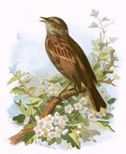 Heggemus