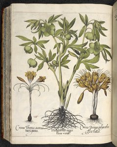 Helleborus Niger (zwarte nieskruid) uit 