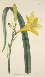 Hemerocallis Flava (Gele daglelie) uit The Botanical Magazine or Flower Garden Displayed, pub. 1796 (handgekleurde gravure) door English School