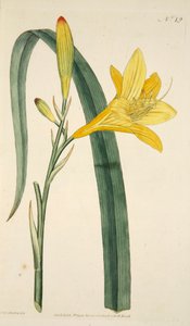 Hemerocallis Flava Gele Daglelie, pub. 1796 handgekleurde gravure. door English School