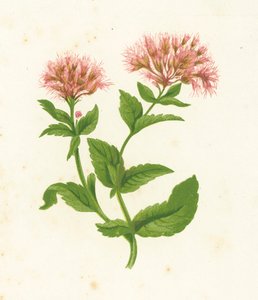 Leverkruid, Eupatorium Cannabinum door English School