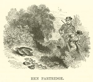 Patrijshaan door English School