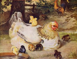 Hen en kuikens