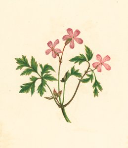 Robertskruid, of Arme Robin, Geranium Robertianum door English School