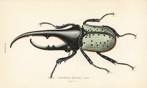 Herculeskever, mannetje, Dynastes hercules, Scarabaeus hercules