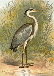 Reiger door English School