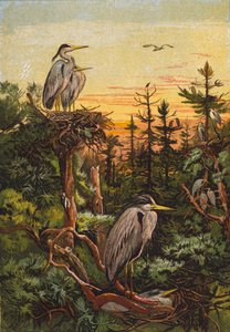 Reigers (kleurenlitho) door English School