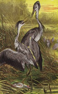 Reigers