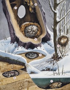 Winterslaap