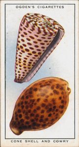 Verborgen kleuren in weekdieren, kegelschelp en kauri (kleurenlitho) door English School