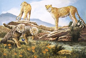 High-Speed Hunter, The Cheetah, illustratie uit Nature