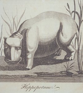 Nijlpaard, uit The Gentleman
