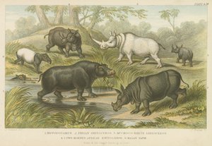 Nijlpaard, neushoorn en tapir door English School