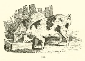 Varken