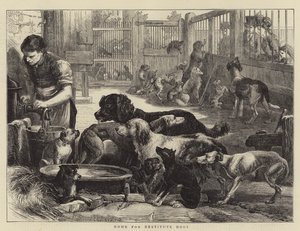 Tehuis voor behoeftige honden door English School