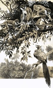 Neushoornvogel en apen door English School