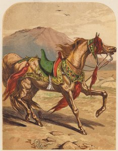 Paard