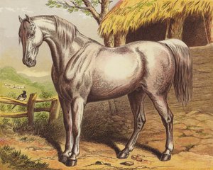 Paard