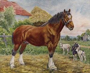 Paard en geiten