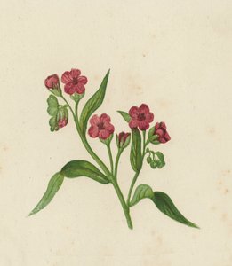 Hondstong, Cynoglossum Officinale door English School