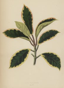 Hoya Variegata