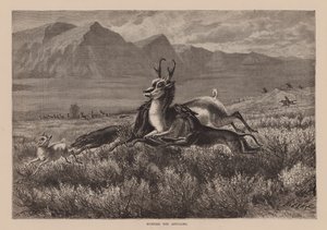 De jacht op de antilope (gravure) door English School