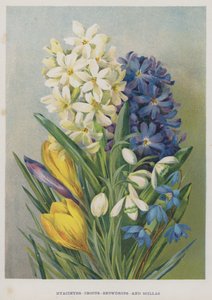 Hyacinten, Krokus, Sneeuwklokjes en Scilla