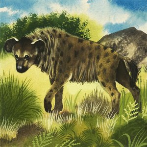 Hyena door English School