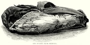 Ibis-mummie uit Memphis (gravure)