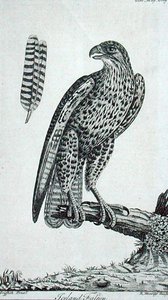 IJslandse valk (Falco Rusticolus), uit 