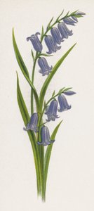 Illustratie voor Een Droom van een Tuin