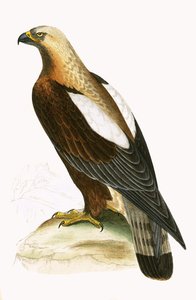 Keizerlijke adelaar, illustratie uit 