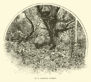 In een Jamaicaans bos