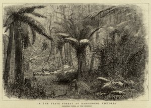 In het staatsbos bij Dandenong, Victoria (gravure)