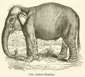 Indiase olifant door English School