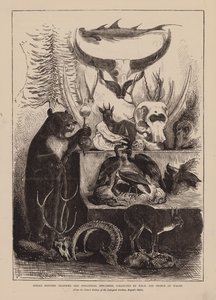 Indische jachttrofeeën en zoölogische specimens, verzameld door ZKH de Prins van Wales (gravure) door English School